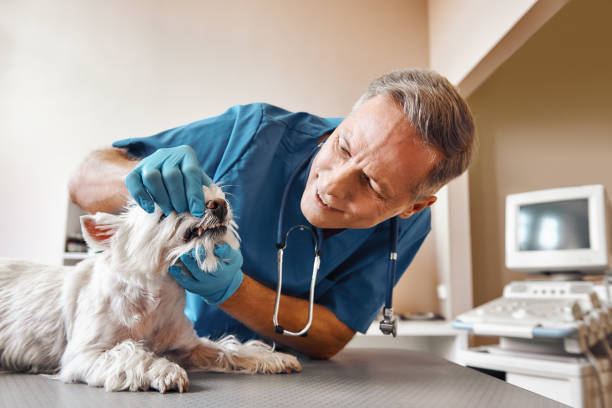 Best Emergency Dental Care for Broken or Chipped Teeth in Ossian, IN